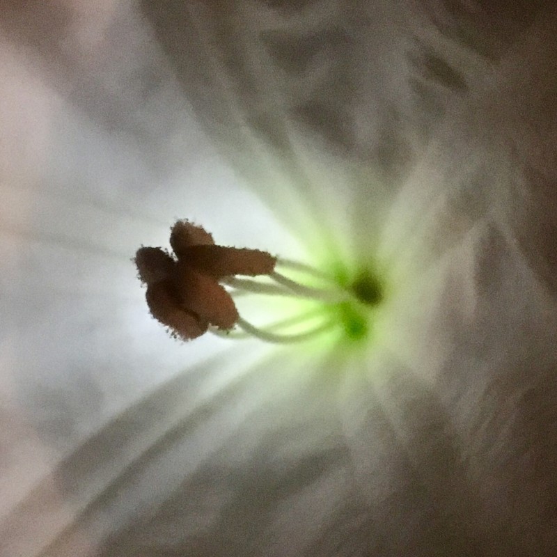 Moonflower night time - photo print - Additional Image 2