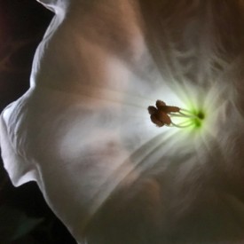 Moonflower night time - photo print