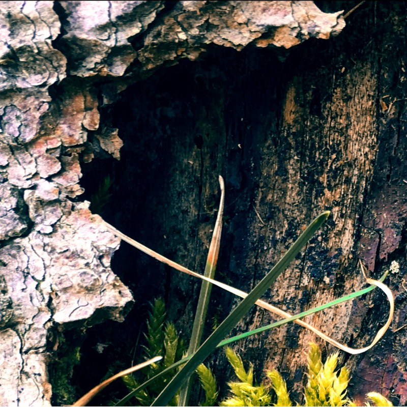 Moss might be my new favorite thing - photo print - Additional Image 1