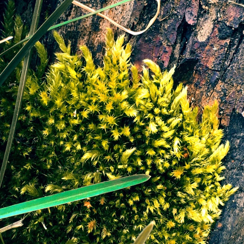 Moss might be my new favorite thing - photo print - Additional Image 2