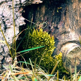 Moss might be my new favorite thing - photo print
