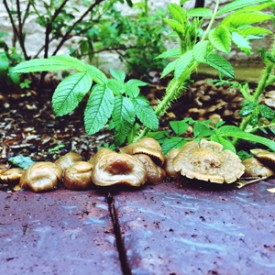 Mushrooms creeping by the sidewalk - photo print