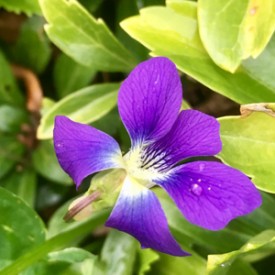 Randomly Violet - photo print