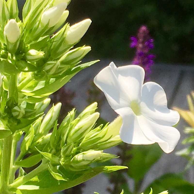 White phlox_flowers up close - photo print - Additional Image 3