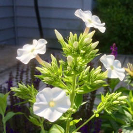 White phlox_flowers up close - photo print