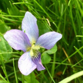 Wild Violets are the best - photo print