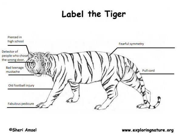 labelled tiger