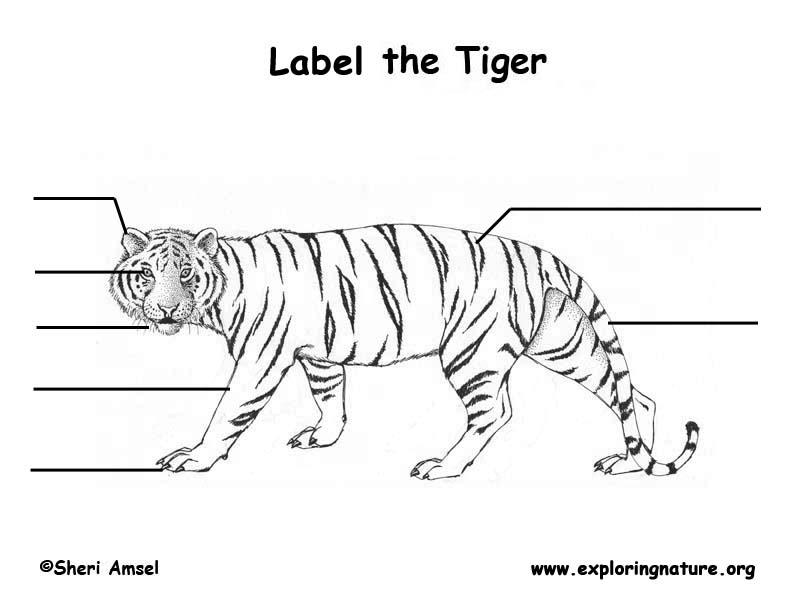 tiger labeling