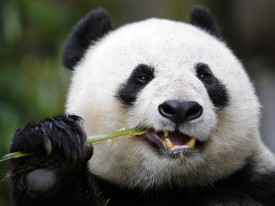 chinas panda diplomacy has entered a lucrative new phase