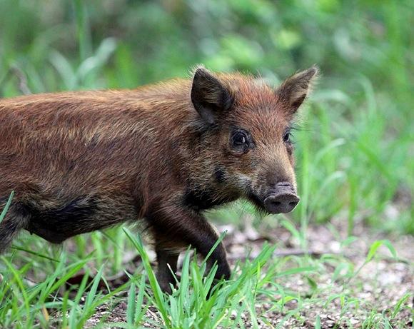 Pig in Australia Steals 18 Beers from Campers, Gets Drunk, Fights Cow 