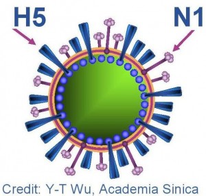 H5N1 virus