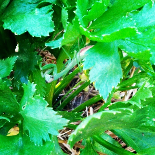 A Praying Mantis in the celery