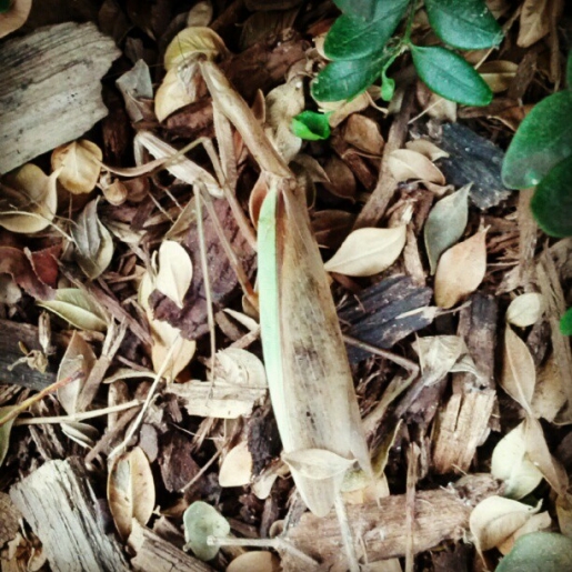 A Praying Mantis in the Mulch