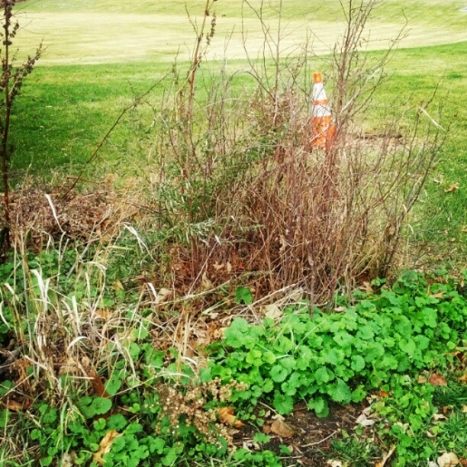 The Elusive, but Vibrant, Pylon