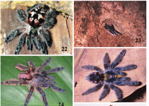 Multicoloured Tarantulas Found up Trees in Brazil