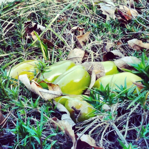 I Found Dinosaur Eggs in Our Yard