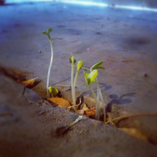 Sunflowers Growing in the Garage Floor Cracks