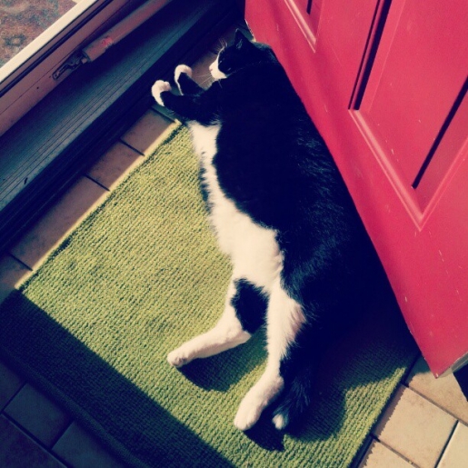 That Cat Is So Fat