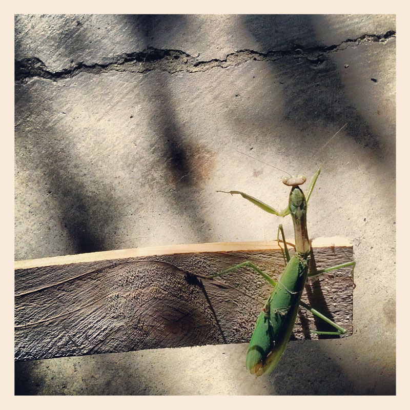 A Praying Mantis in the Garage
