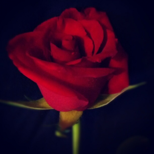 A Red Rose for stolen