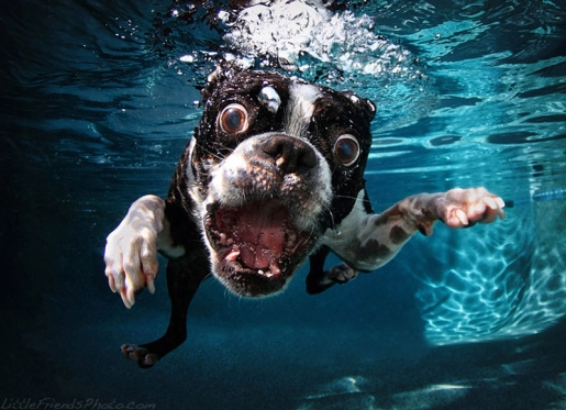 boston terrier underwater