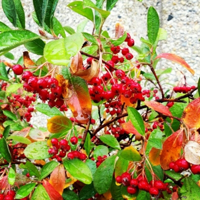 Delicious and Poisonous Berries