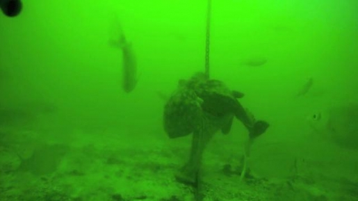 Octopus Foils Underwater Fish Survey by Stealing Entire Bait Box