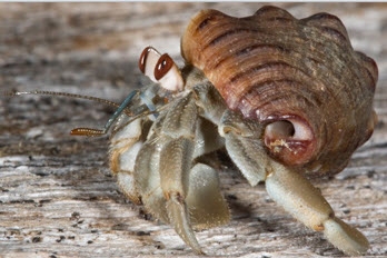 Hermit Crabs Socialize to Trade Up for Larger Shells