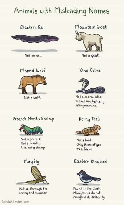 animals wit hmisleading names