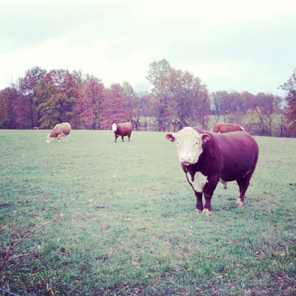 Missouri in the Fall