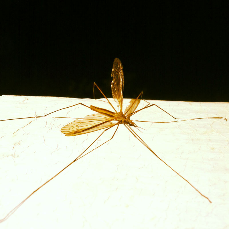Stretched out adult crane fly