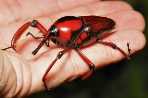 Bamboo Weevil