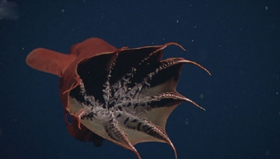 The vampire squid is a garbage-eater that collects raining rubbish with living fishing lines | Not Exactly Rocket Science | Discover Magazine