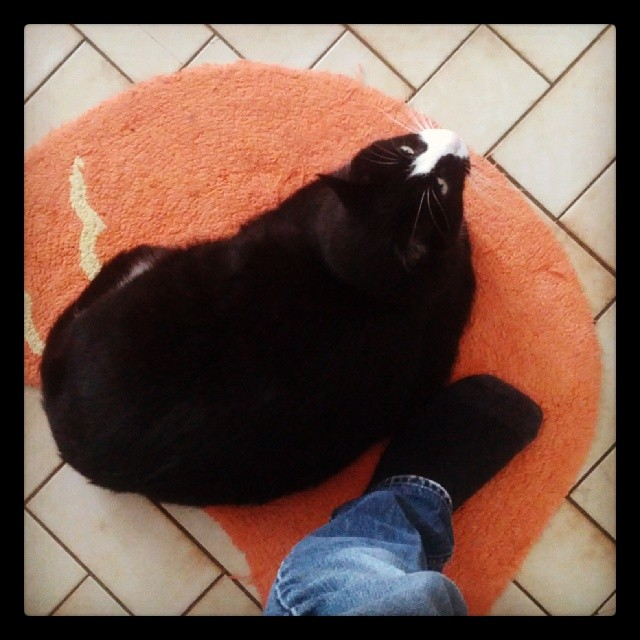 fat cat is like 5 times the size of my foot