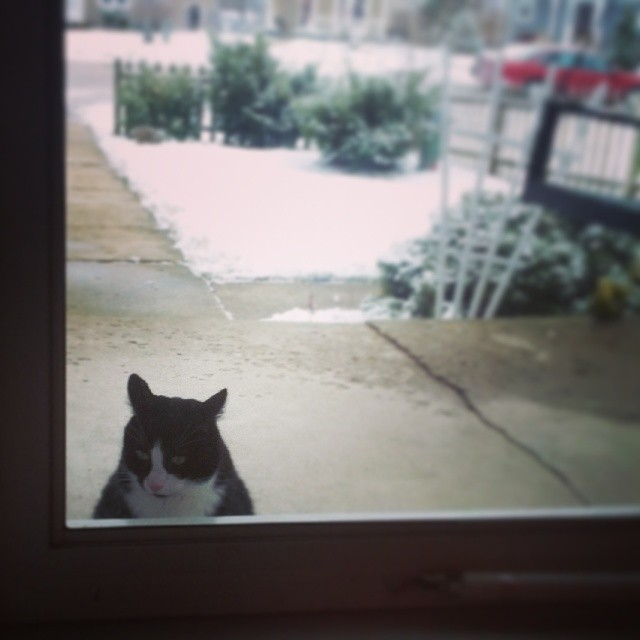 fat cat is not amused