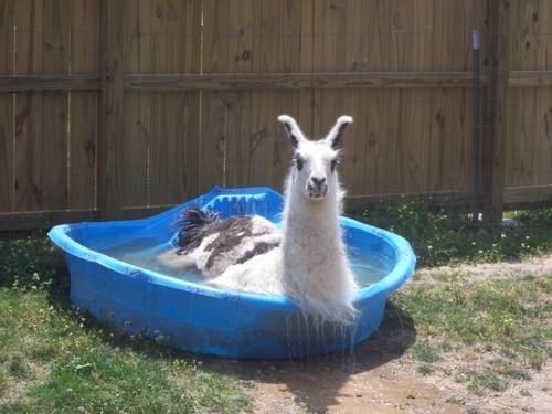 llama in a kids swimming pool