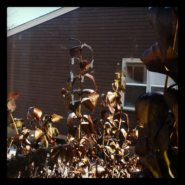 rounded ice cycles on the shrubery