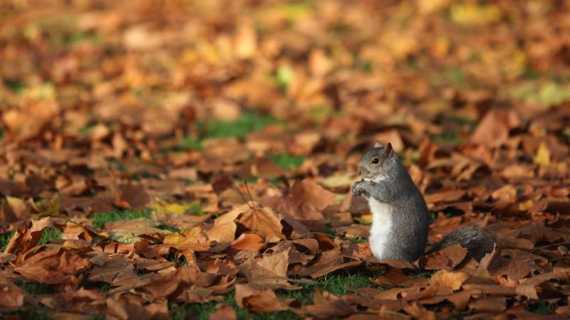 squirrel in a field of leaves