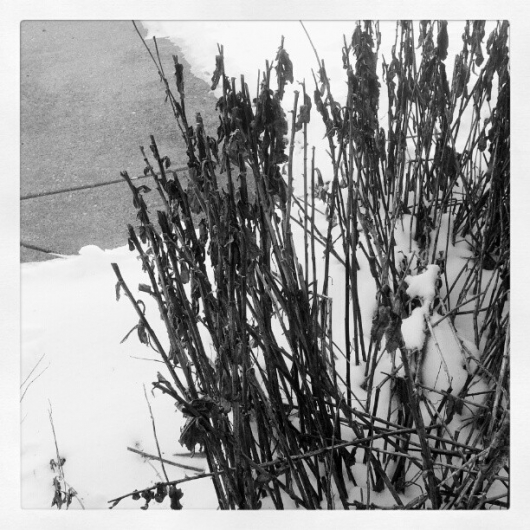 Dead Daises in the Snow