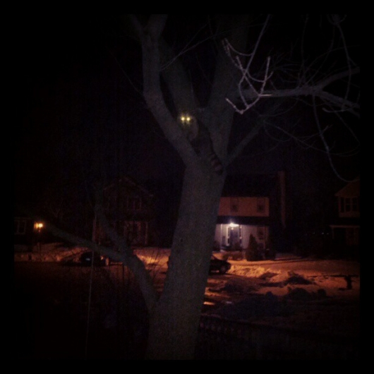 I Scared This Raccoon Up That Tree