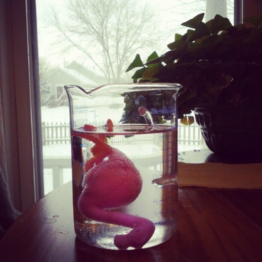 M.'s Flamingo Science Experiment