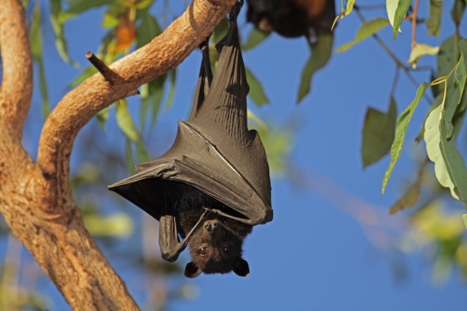 The Bat: A Long-Lived, Virus-Proof Anomaly