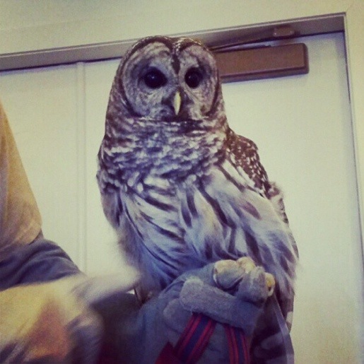 Barred Owl at Peck Farm