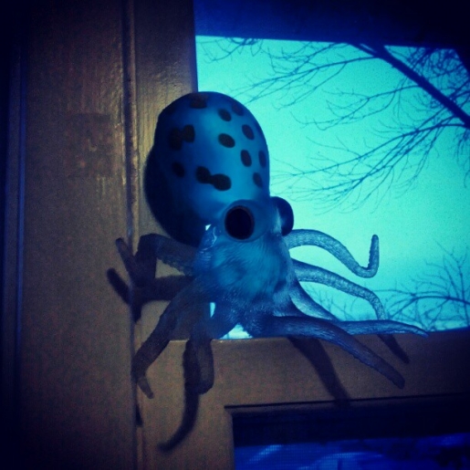 Early Morning Octopus Photo