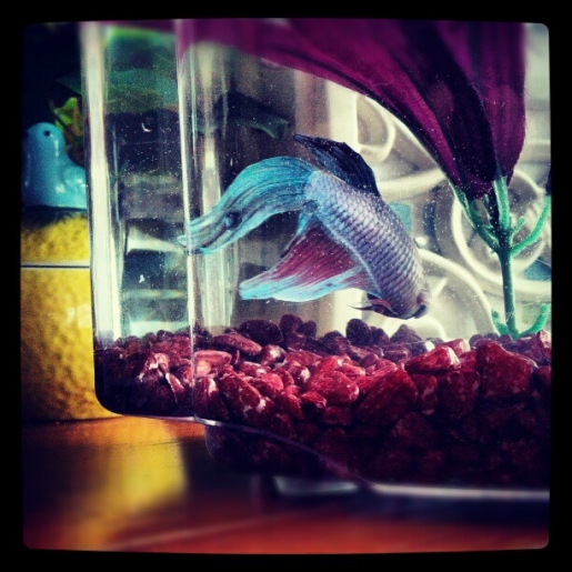 Gupey - The Siamese Fighting Fish