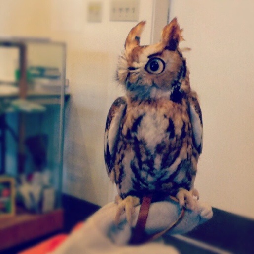 Screech Owl at Peck Farm