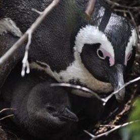 black-footed, or jackass, penguin