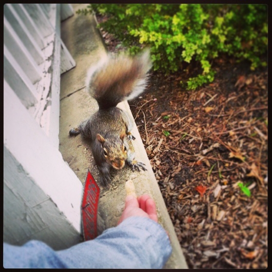 Hand Feeding Lucky the Squirrel