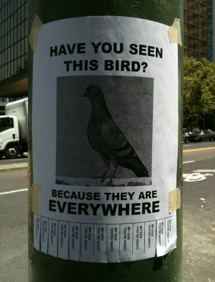 have you seen this bird