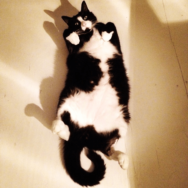 fat cat is still around btw